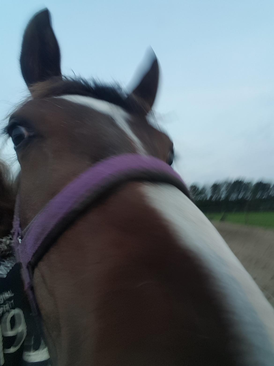 Pinto Solgårdens Liva billede 10