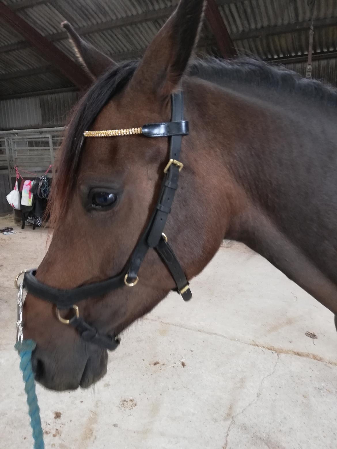 DSP Højs Don Selik  billede 11