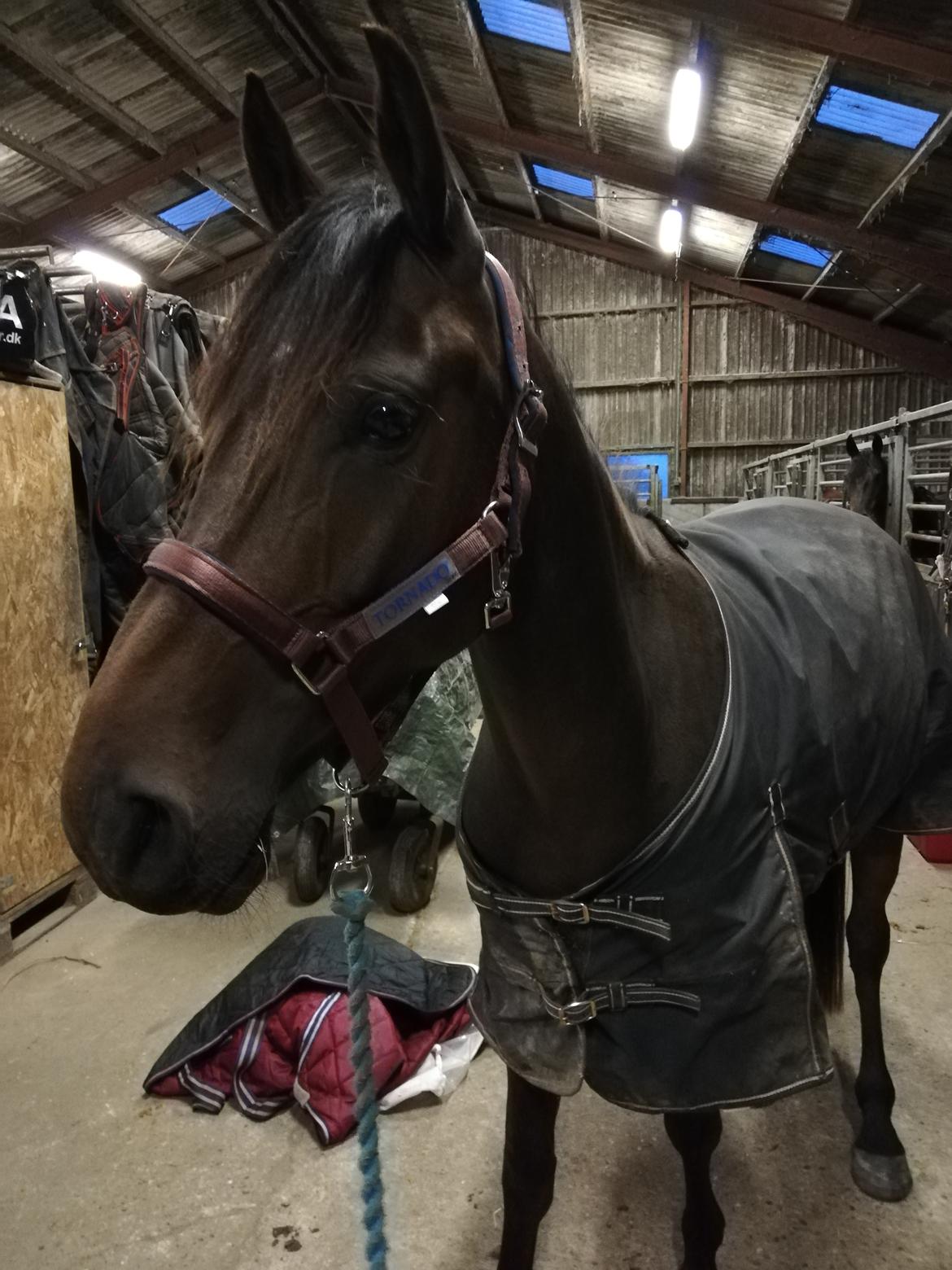 DSP Højs Don Selik  billede 12