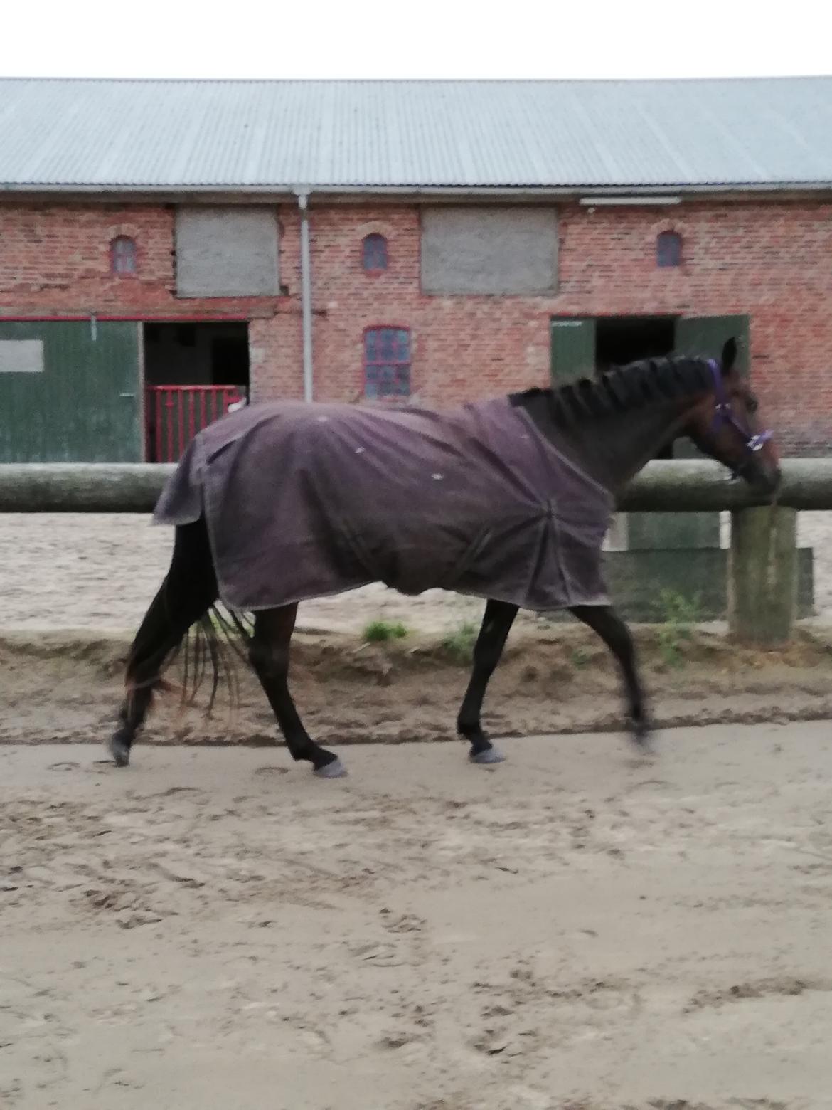 DSP Højs Don Selik  billede 13