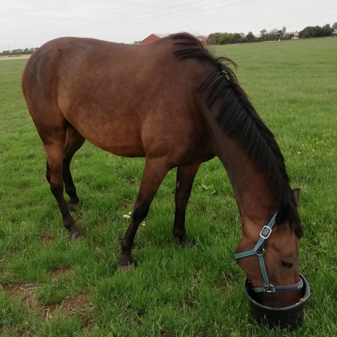 DSP Højs Don Selik  billede 14