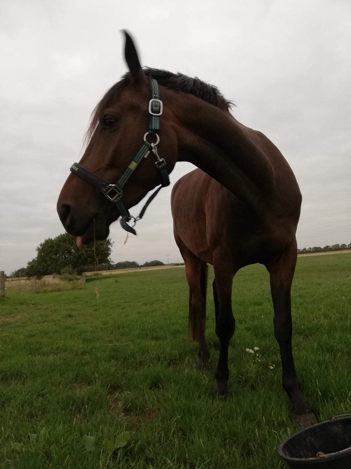 DSP Højs Don Selik  billede 16