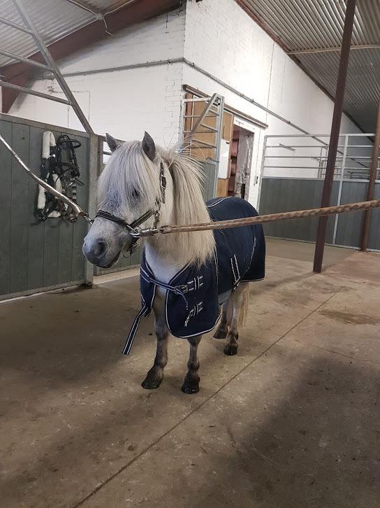 Miniature Máni billede 19