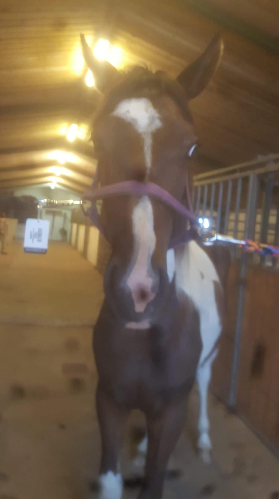 Pinto Solgårdens Liva billede 11