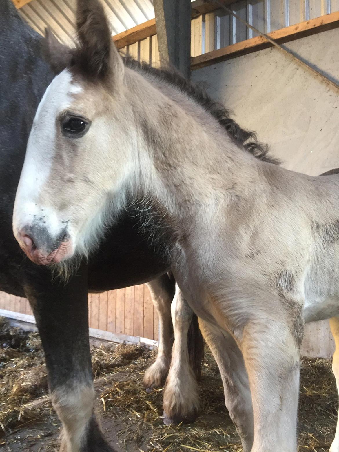 Irish Cob Theodor billede 1