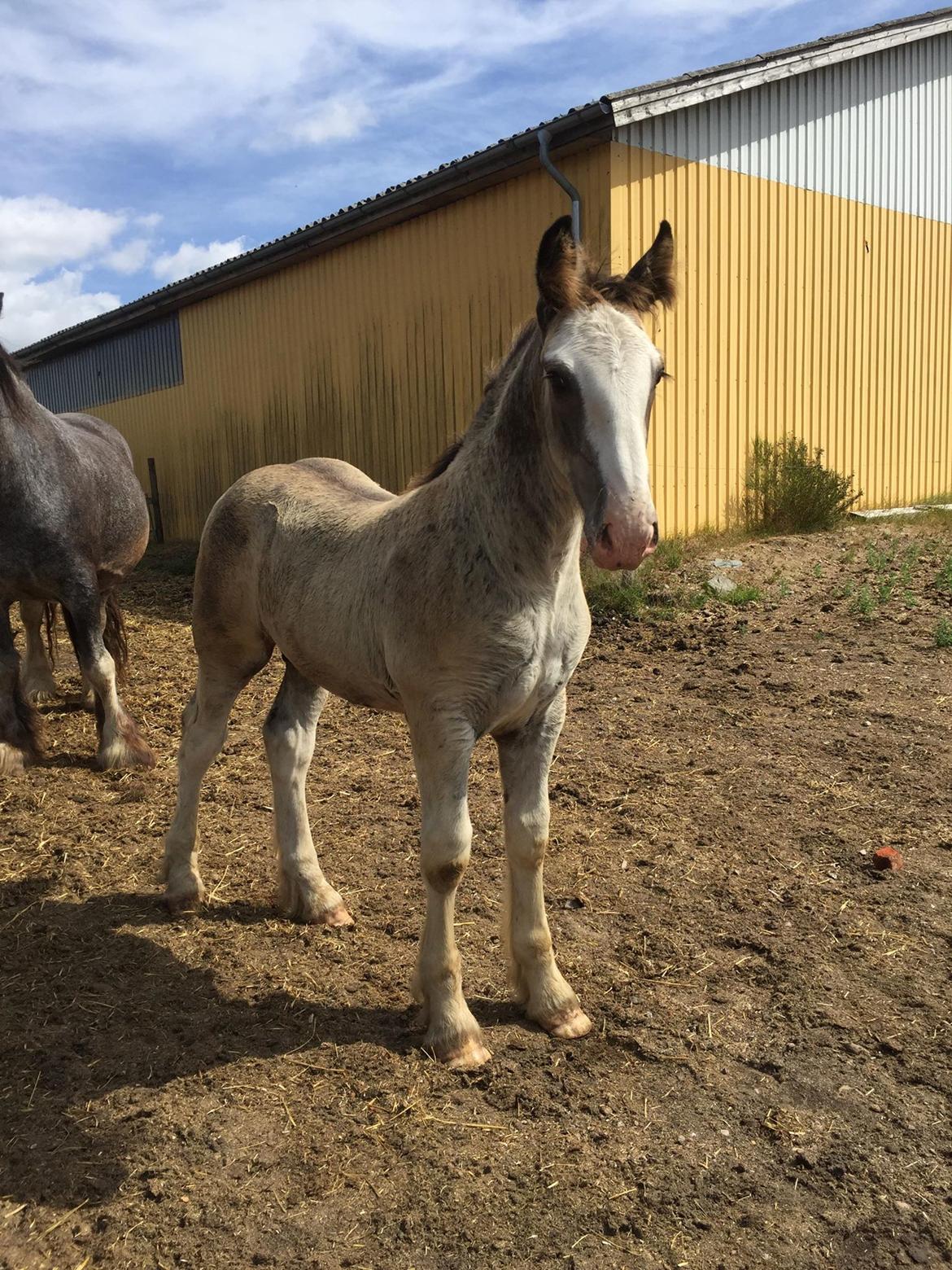 Irish Cob Theodor billede 9