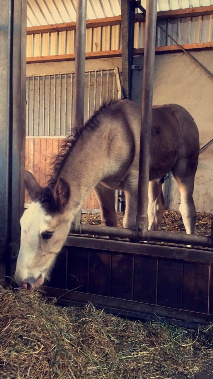 Irish Cob Theodor billede 2