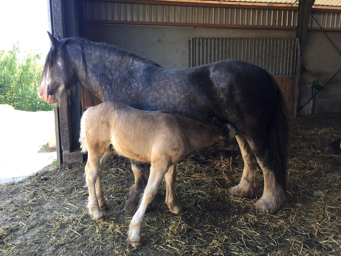 Irish Cob Theodor billede 8