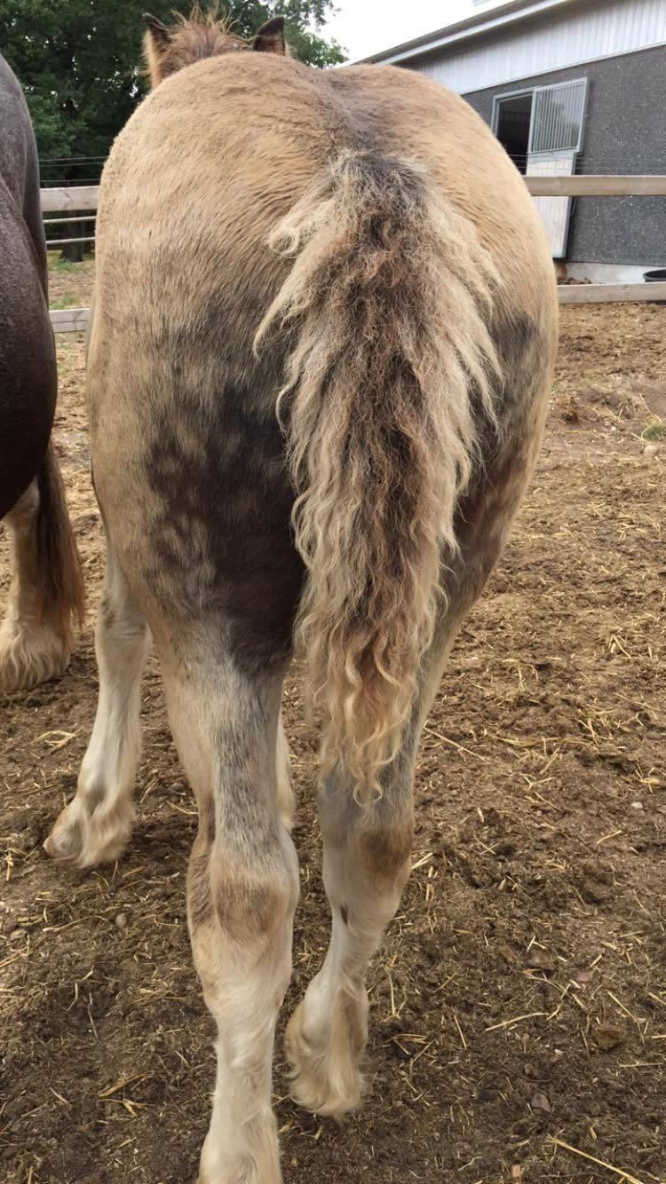 Irish Cob Theodor billede 10