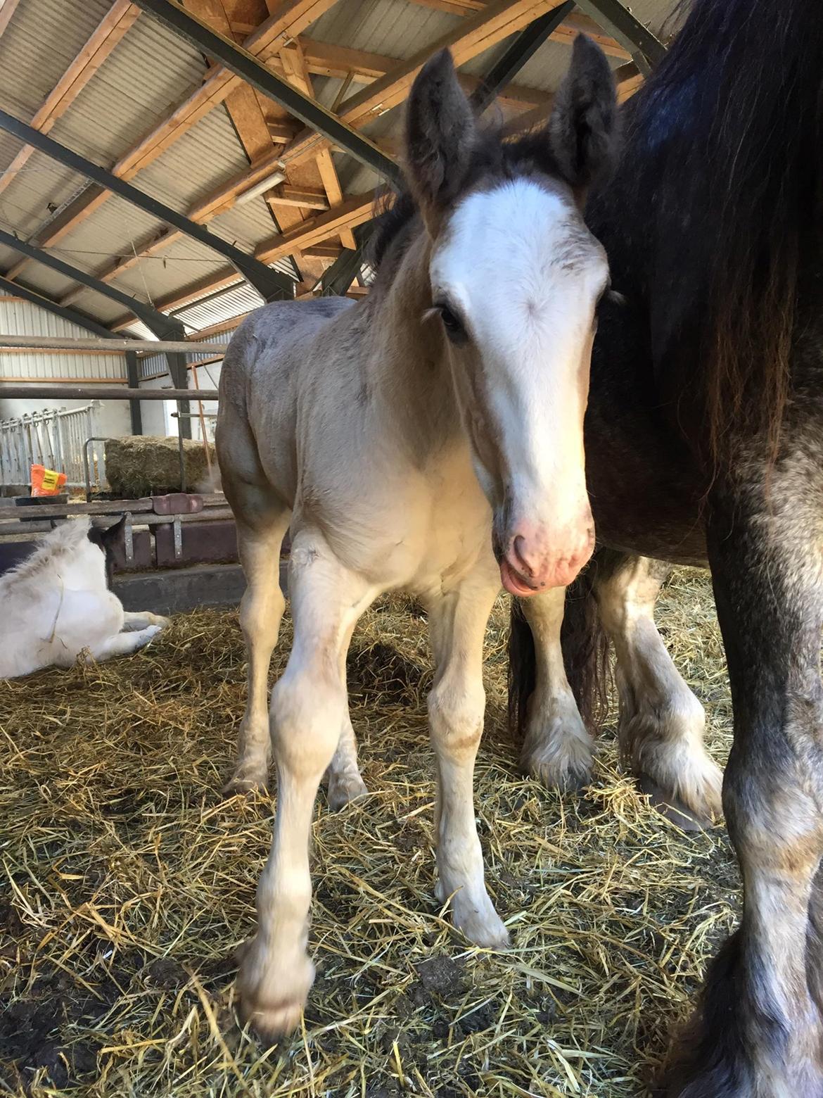 Irish Cob Theodor billede 3