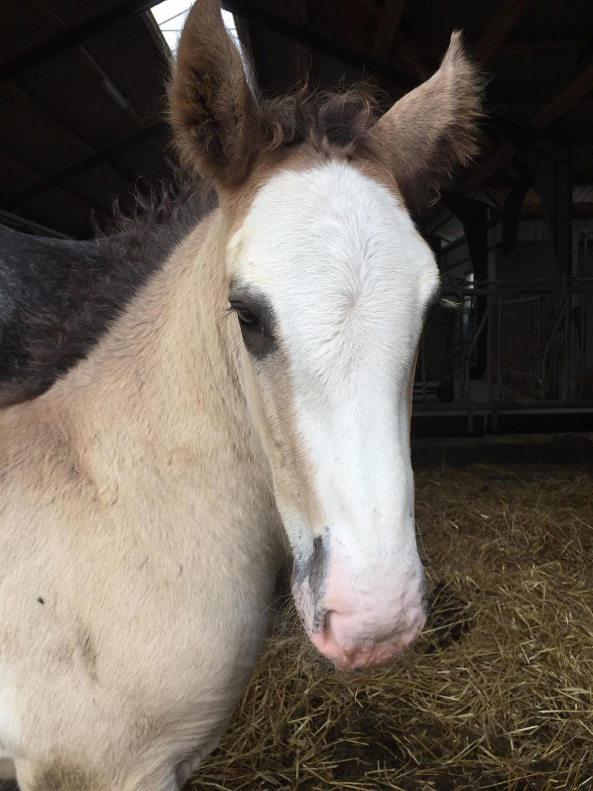 Irish Cob Theodor billede 5