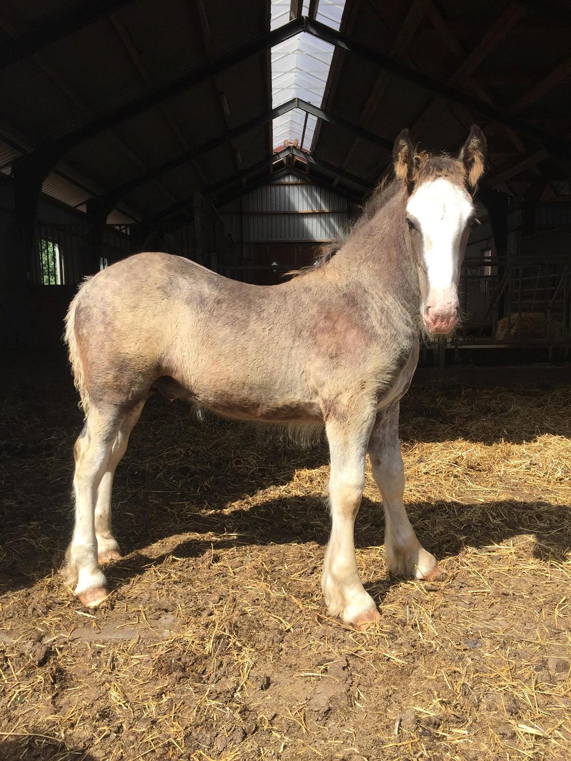 Irish Cob Theodor billede 12