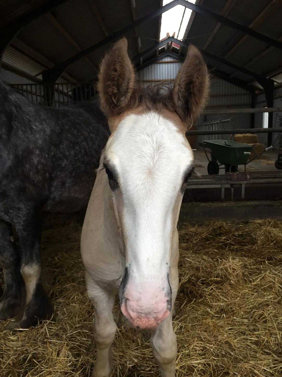 Irish Cob Theodor billede 7