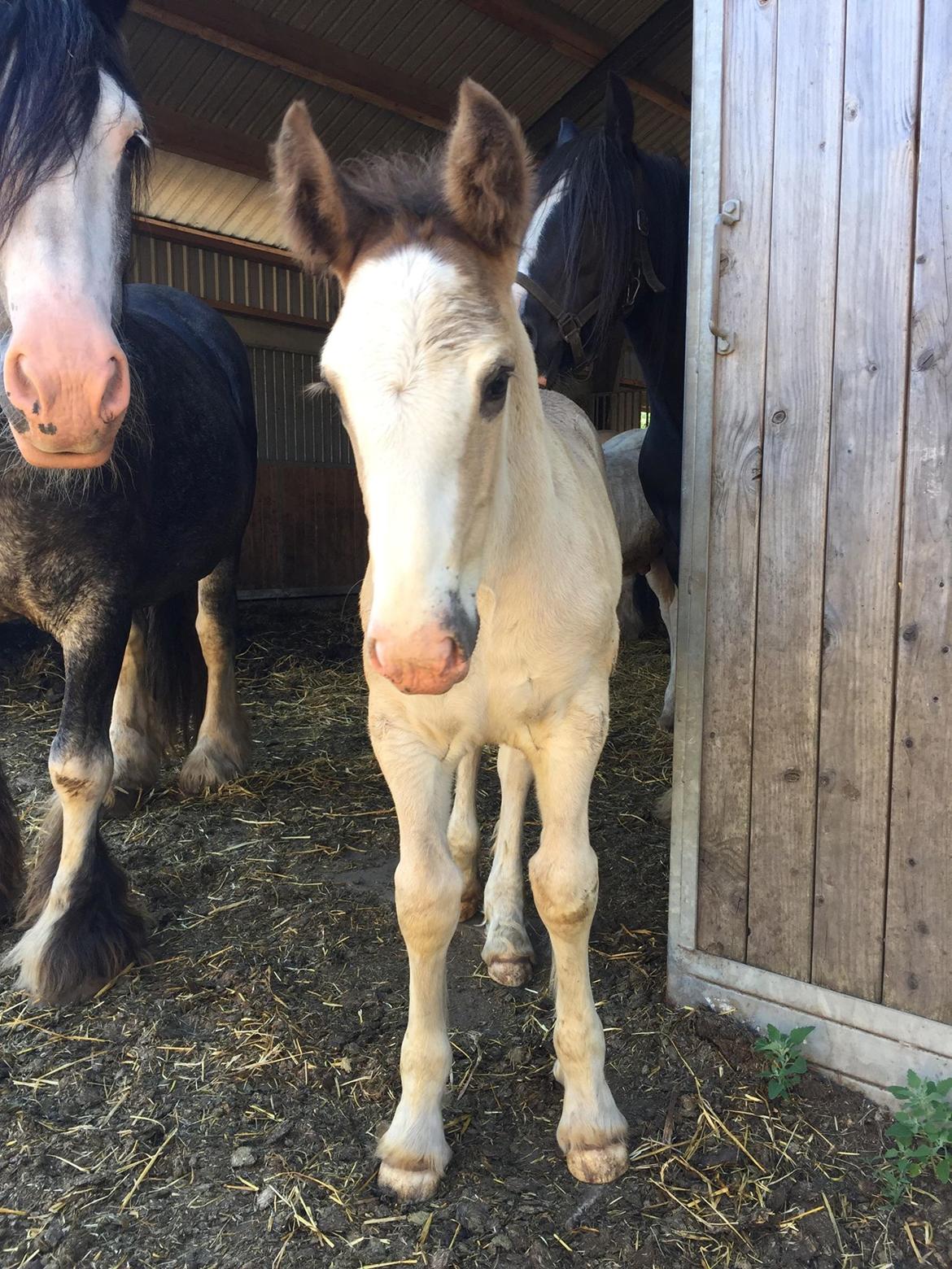 Irish Cob Theodor billede 4