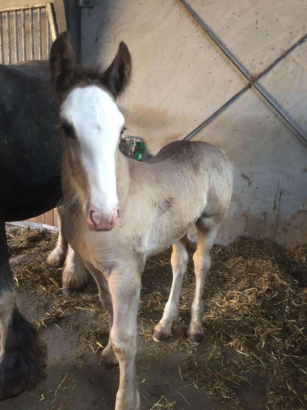 Irish Cob Theodor billede 6