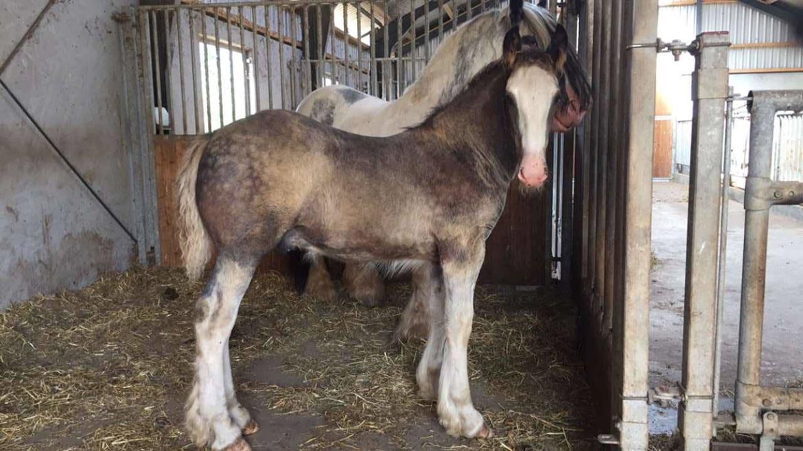 Irish Cob Theodor billede 11