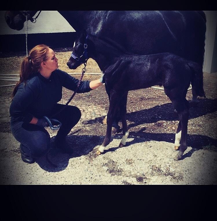 Dansk Varmblod Divine rose  billede 2