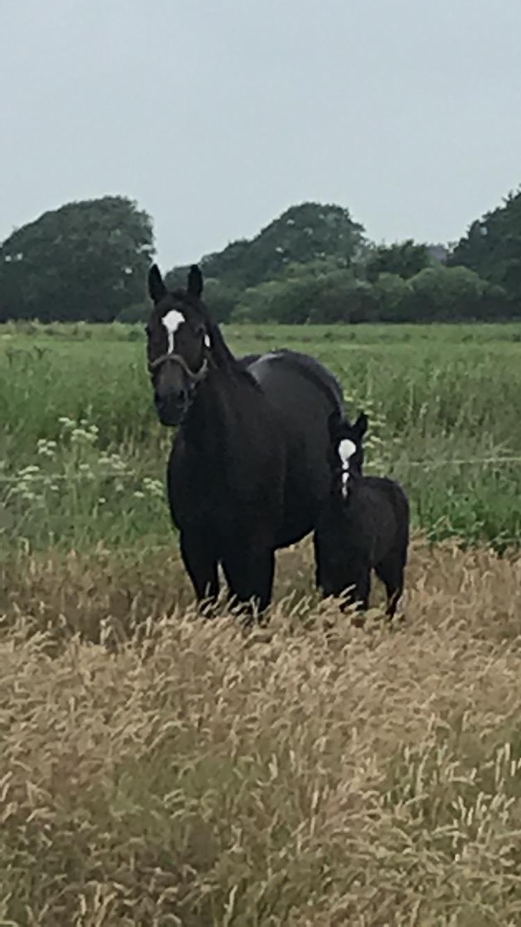 Dansk Varmblod Divine rose  billede 3