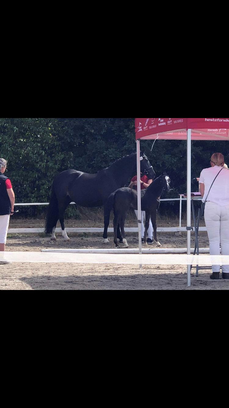 Dansk Varmblod Divine rose  billede 6