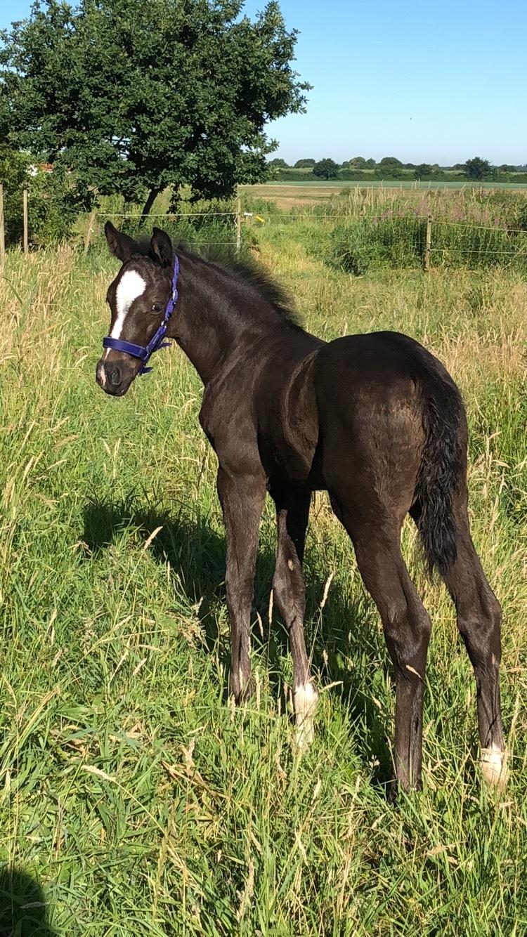 Dansk Varmblod Divine rose  billede 5