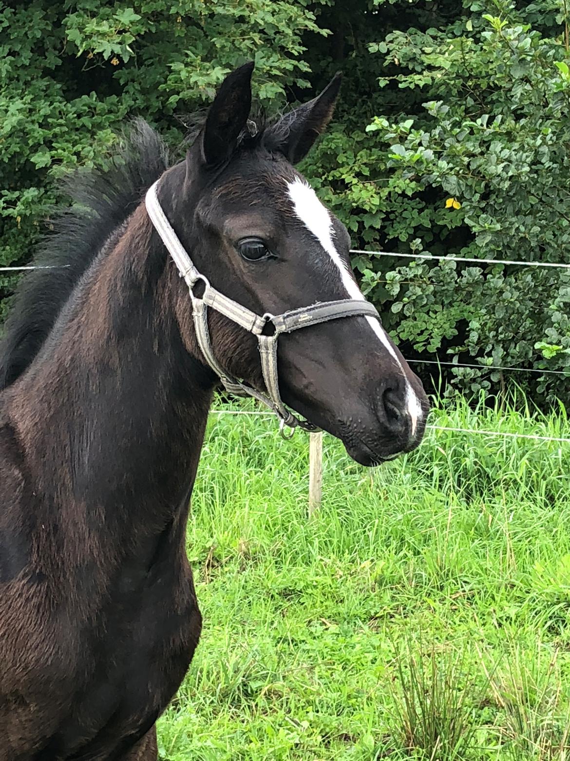 Dansk Varmblod Divine rose  billede 8