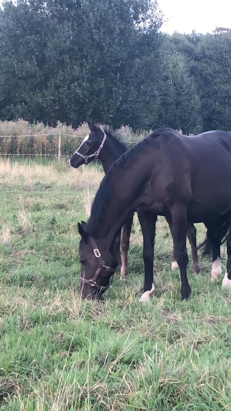 Dansk Varmblod Divine rose  billede 9