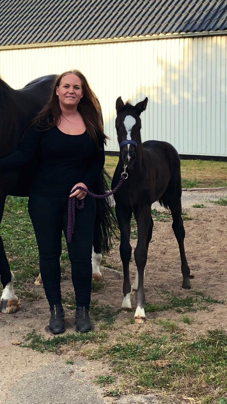 Dansk Varmblod Divine rose  billede 7