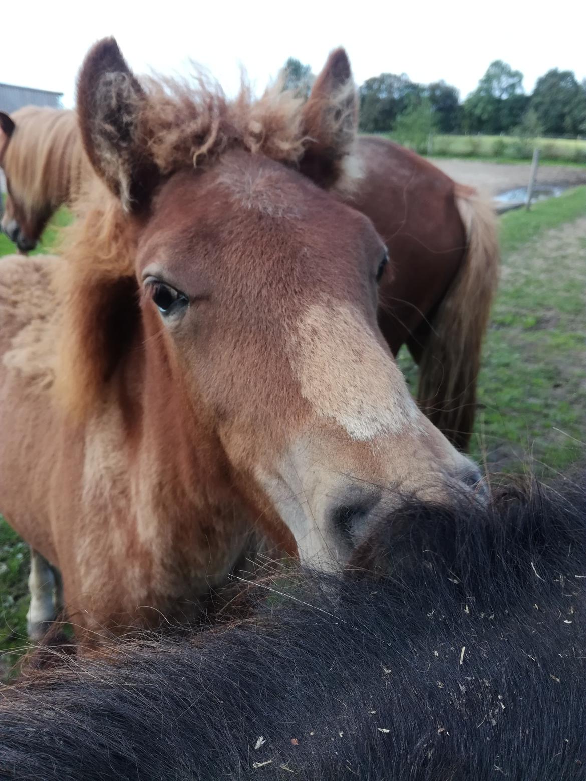 Islænder Gjafar fra Østervang billede 2