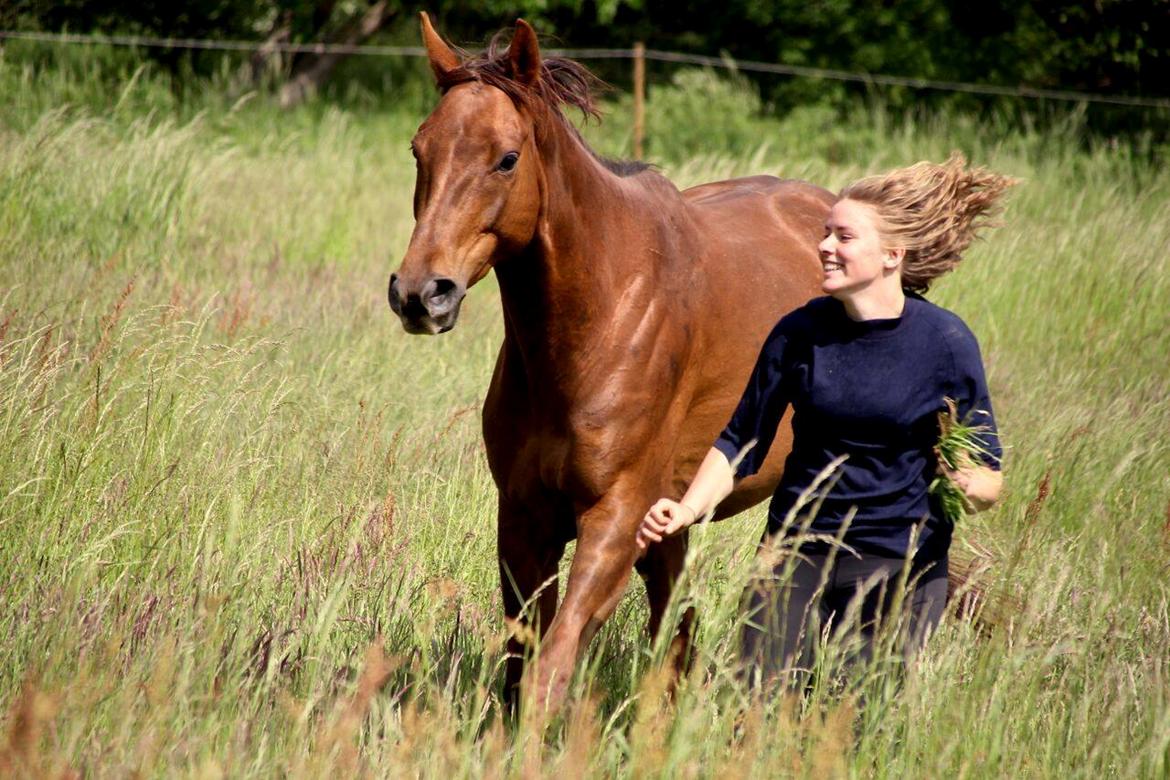 Fuldblod (XX) Sancy - Taget af Celina Engberg billede 6