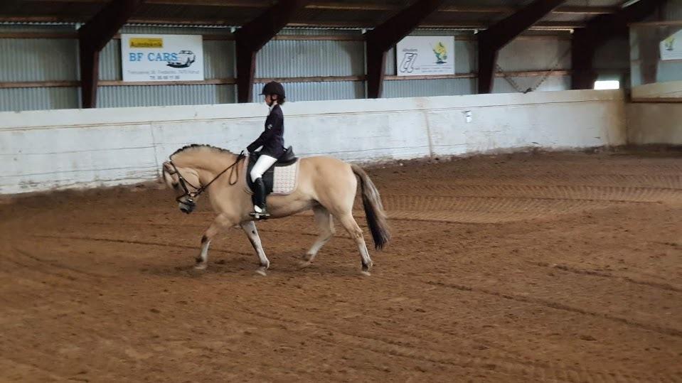 Fjordhest Mille hellumlund - 25/08 LD1 til 66,389% billede 13