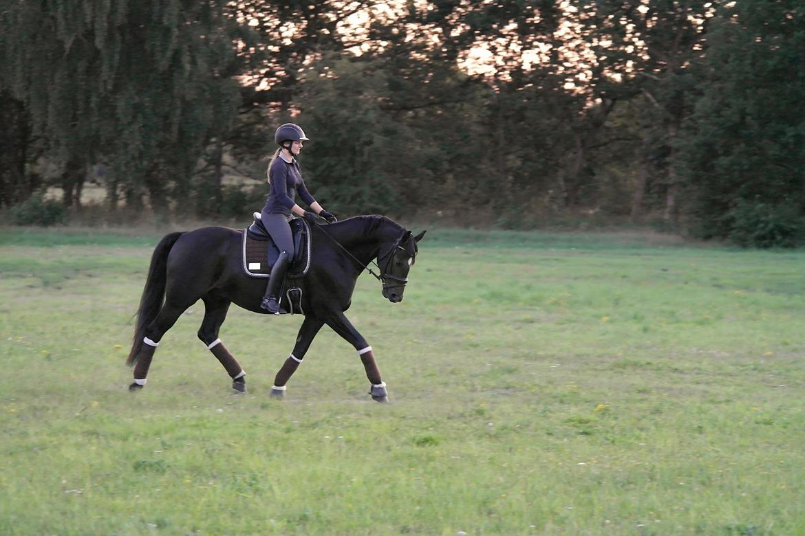 Oldenborg Zejr af Østerdovergaard billede 20