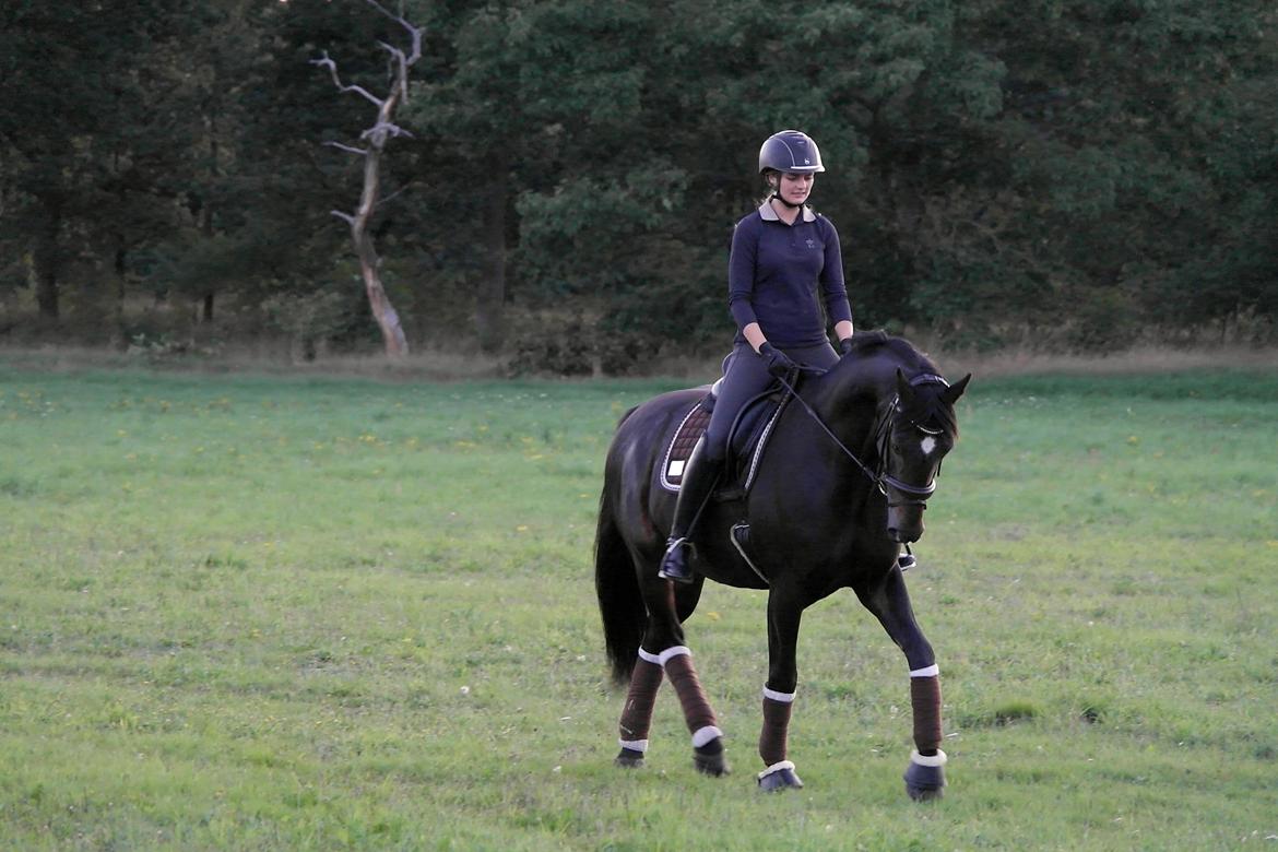 Oldenborg Zejr af Østerdovergaard billede 6