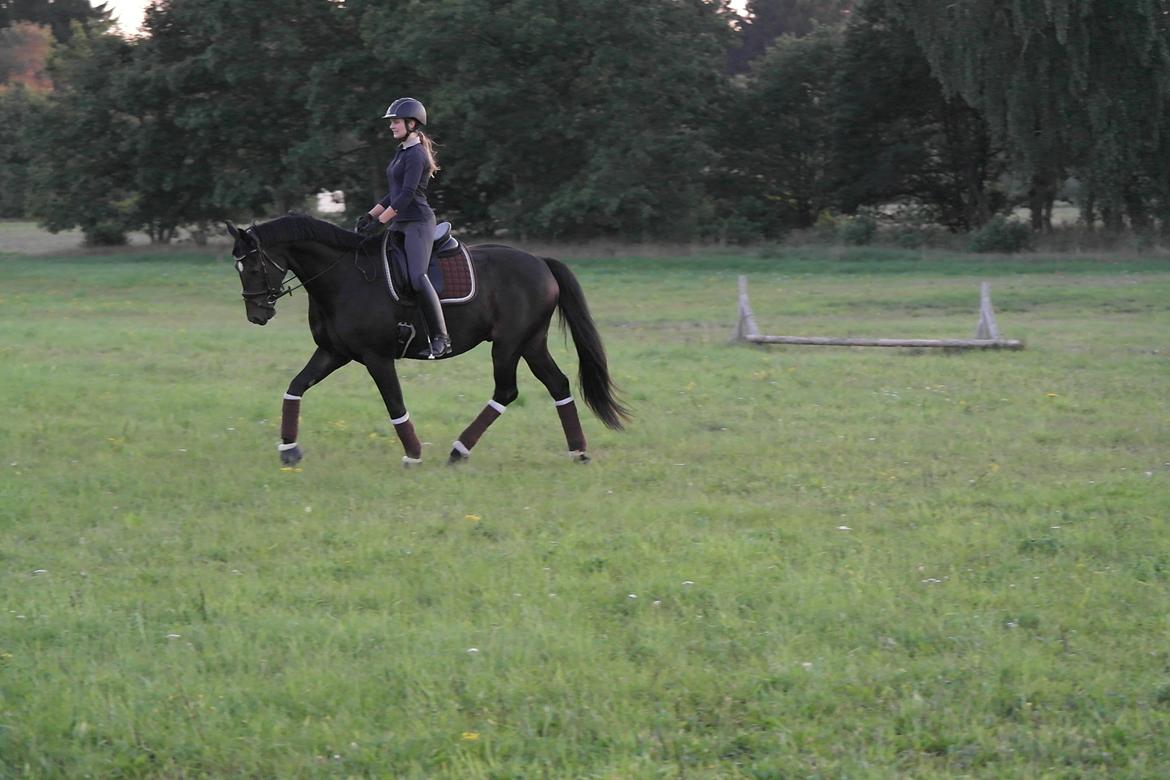 Oldenborg Zejr af Østerdovergaard billede 7