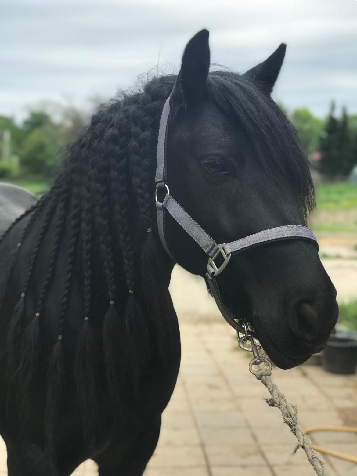 Fell pony - Hollyhouse Bracken (Bob) † billede 2