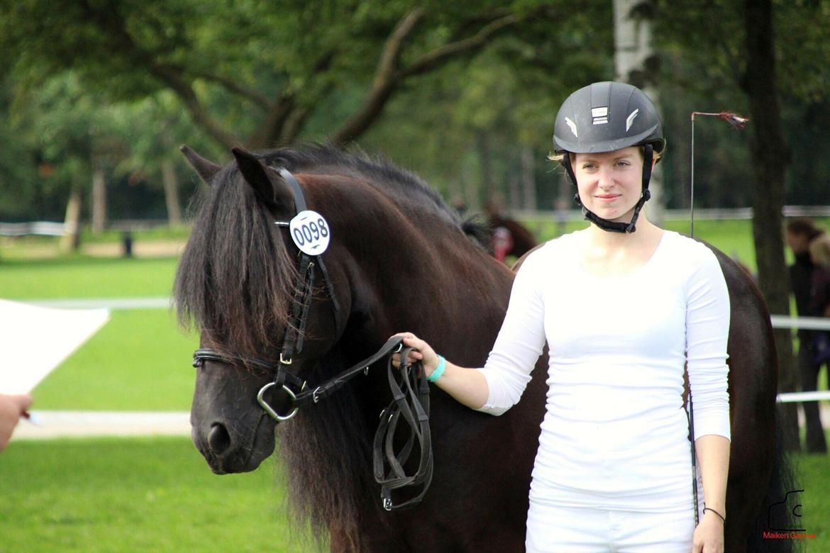 Fell pony - Hollyhouse Bracken (Bob) † billede 8