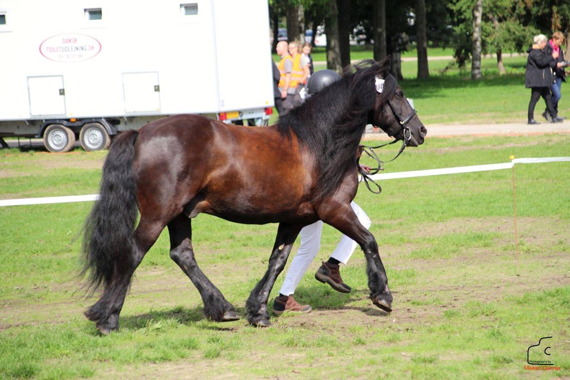 Fell pony - Hollyhouse Bracken (Bob) † billede 17