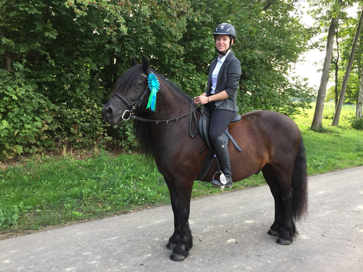 Fell pony - Hollyhouse Bracken (Bob) † billede 7