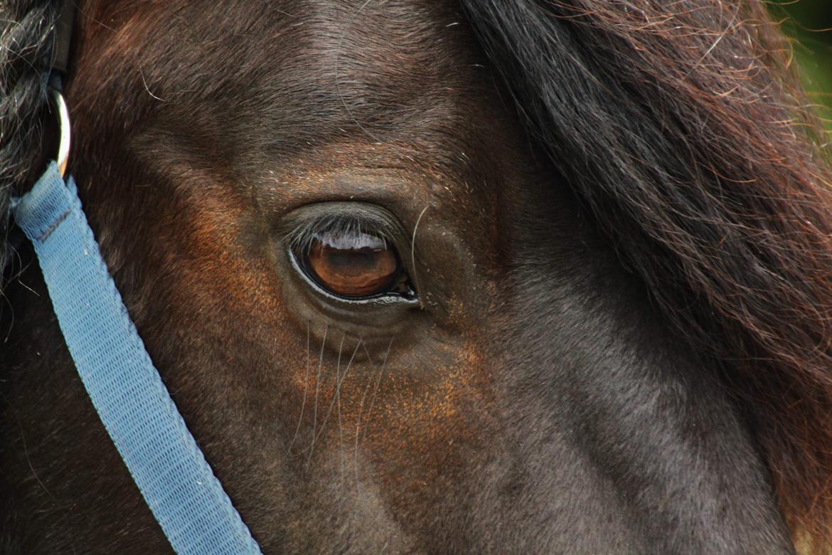 Fell pony - Hollyhouse Bracken (Bob) † billede 20