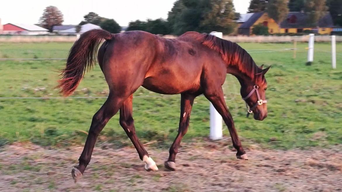 Oldenborg Kirsebærgårdens le azeidon - 4-9-18 billede 14