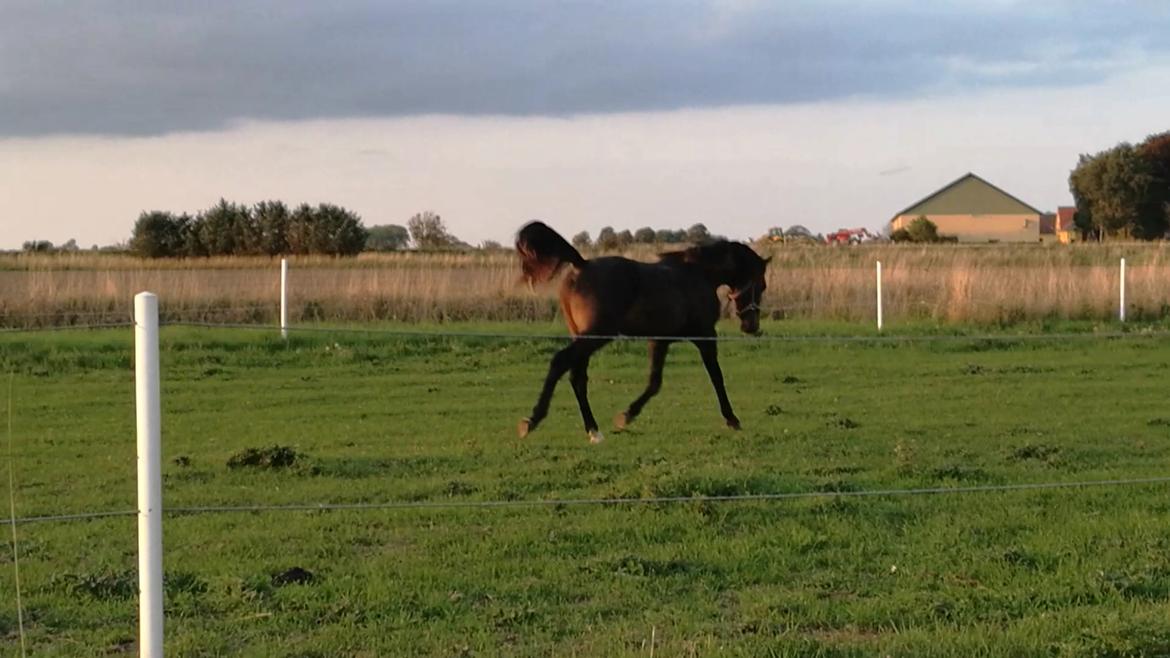 Oldenborg Kirsebærgårdens le azeidon - 4-9-18 billede 12