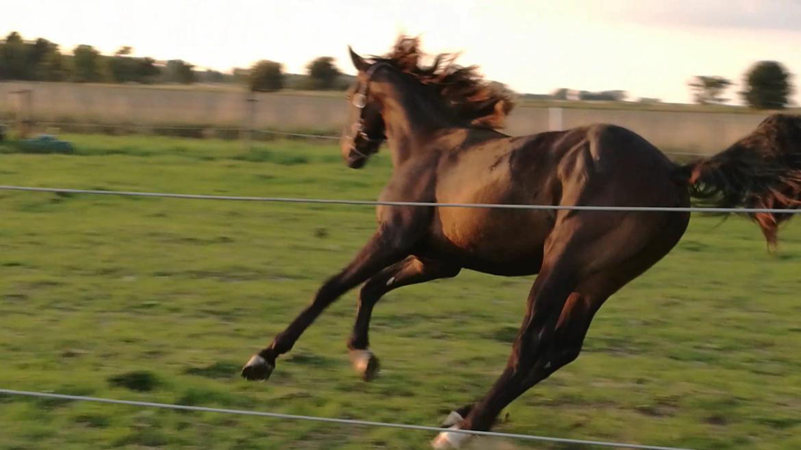 Oldenborg Kirsebærgårdens le azeidon - 4-9-18 billede 13