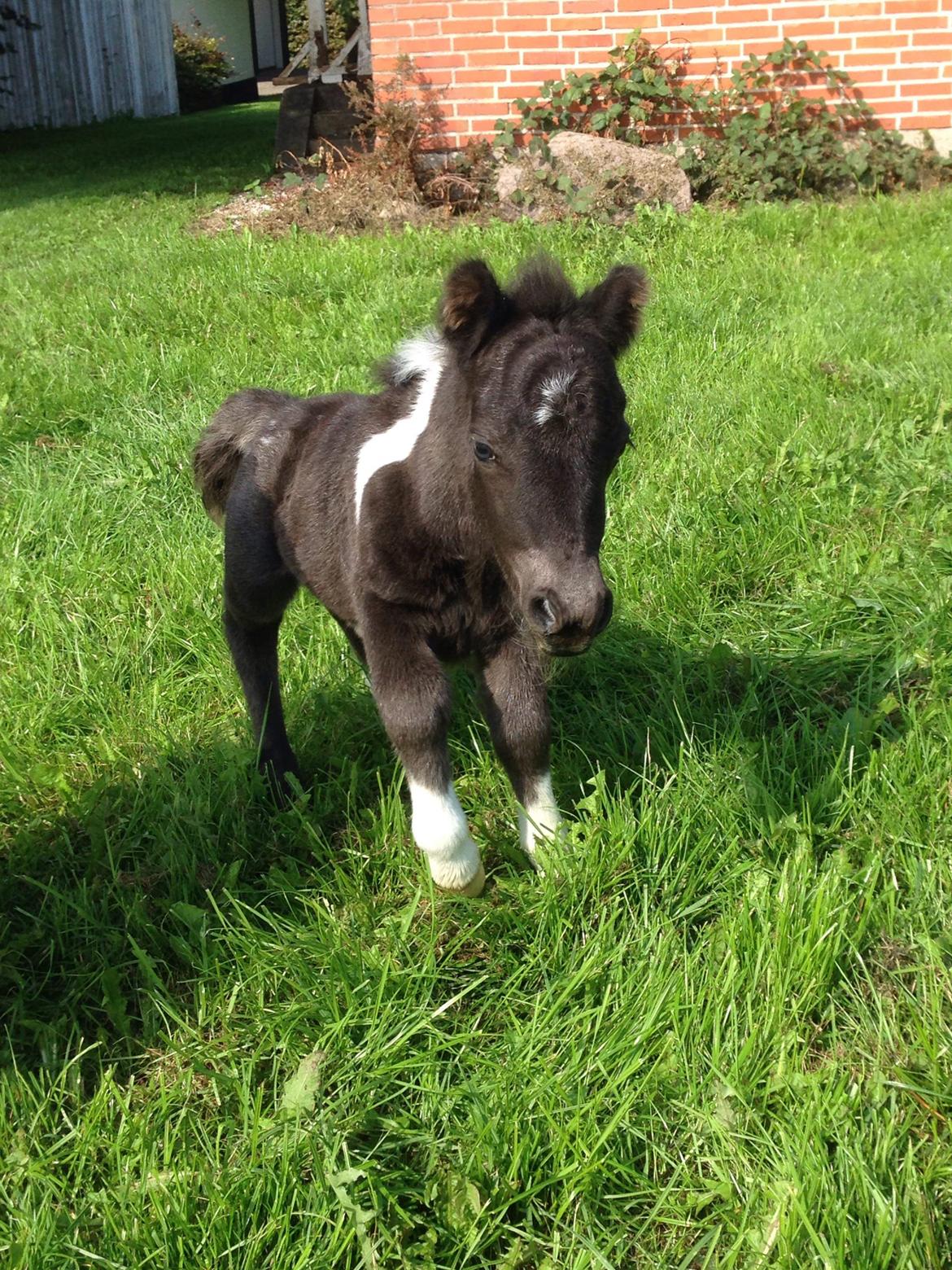 Anden særlig race SV. Troublemaker billede 1