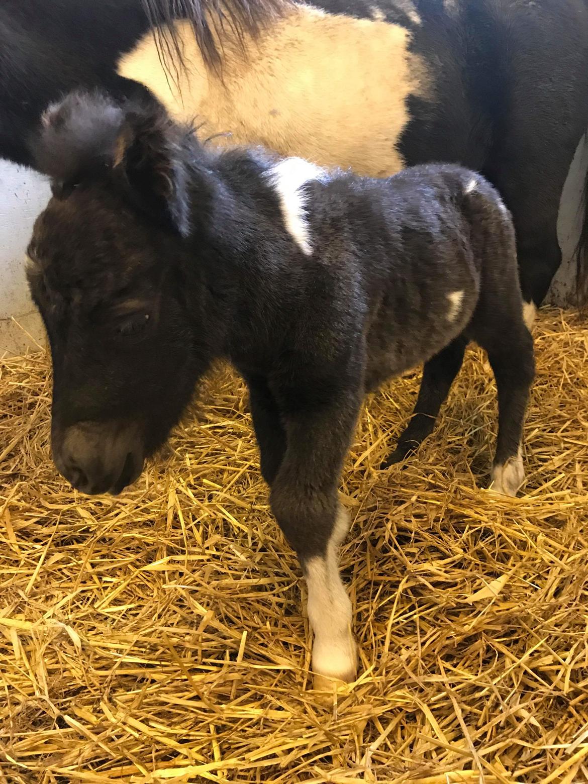 Anden særlig race SV. Troublemaker billede 3
