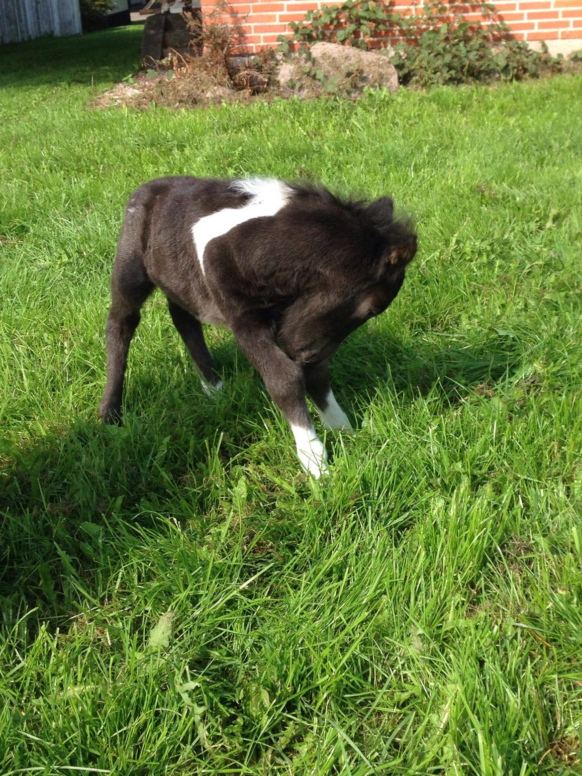 Anden særlig race SV. Troublemaker billede 4