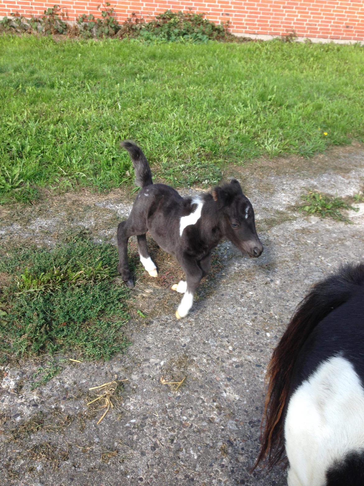 Anden særlig race SV. Troublemaker billede 8