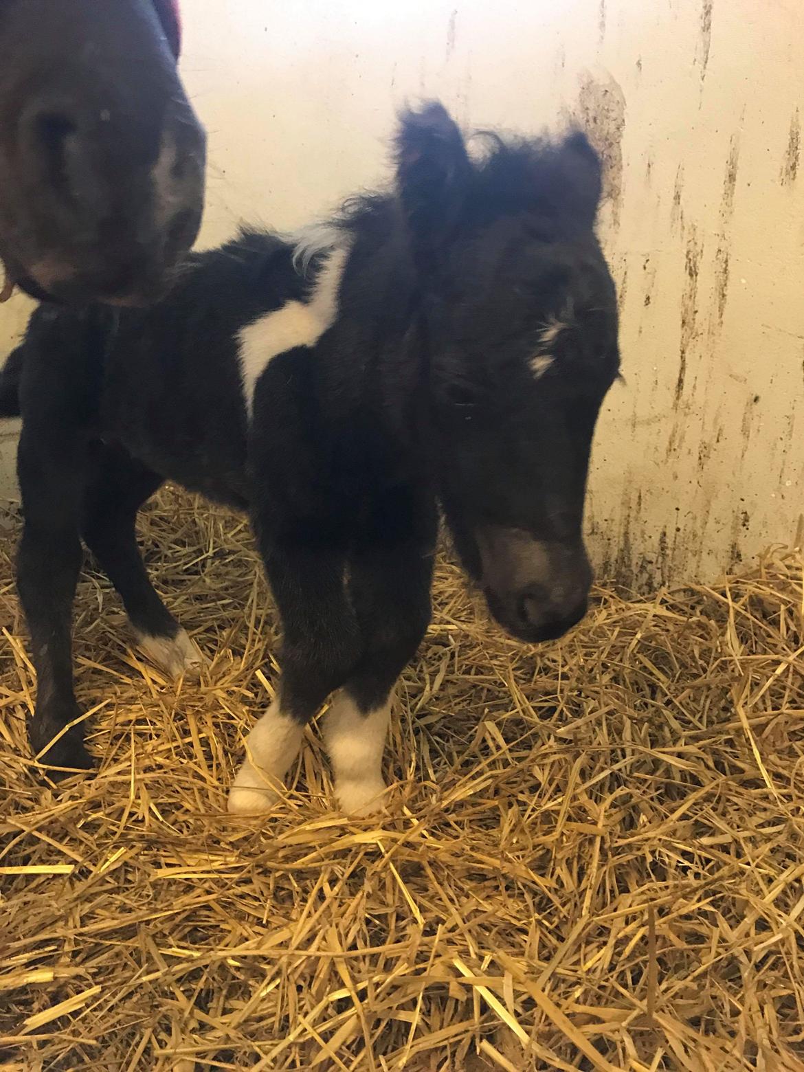 Anden særlig race SV. Troublemaker billede 6