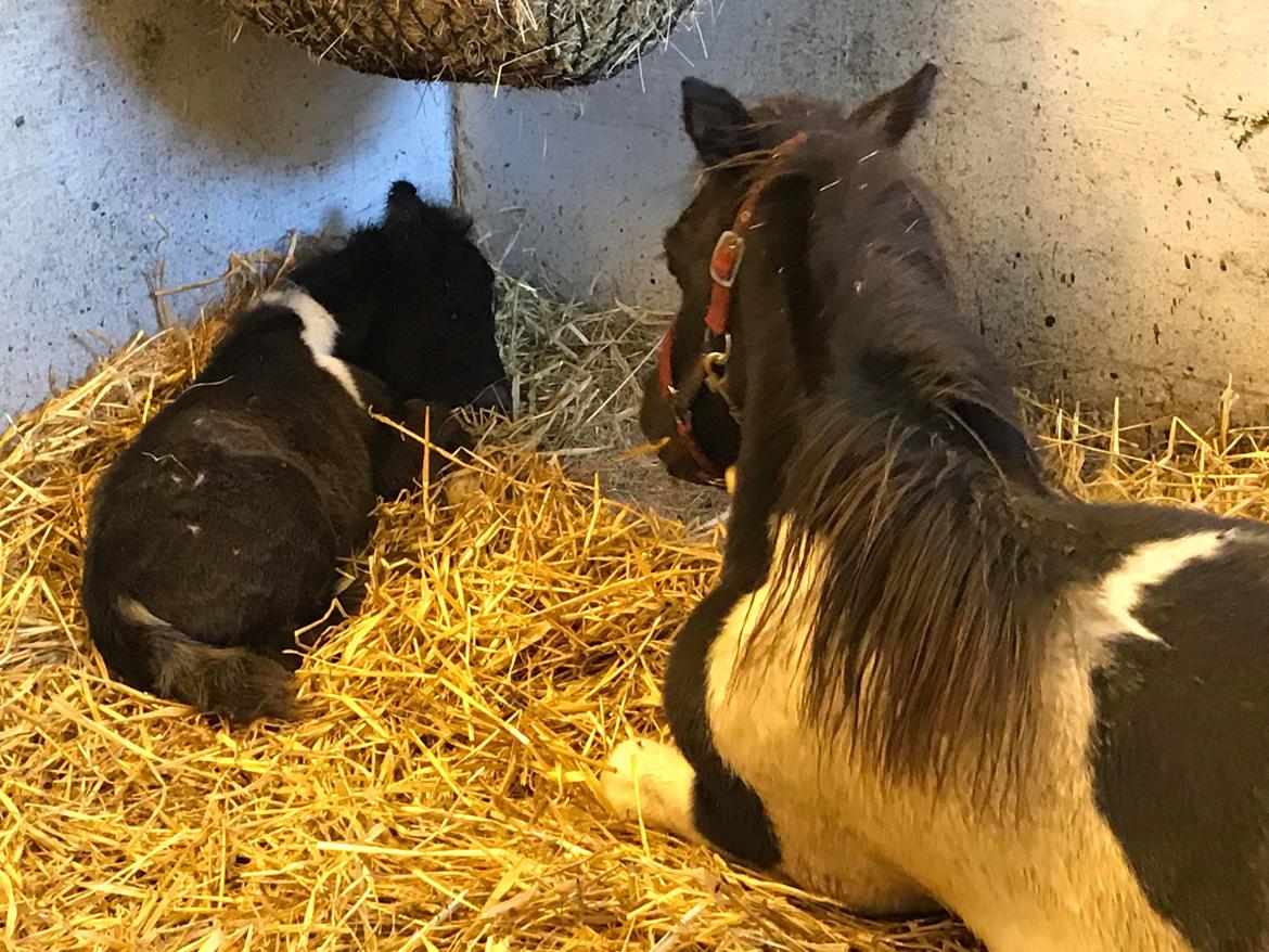 Anden særlig race SV. Troublemaker billede 5