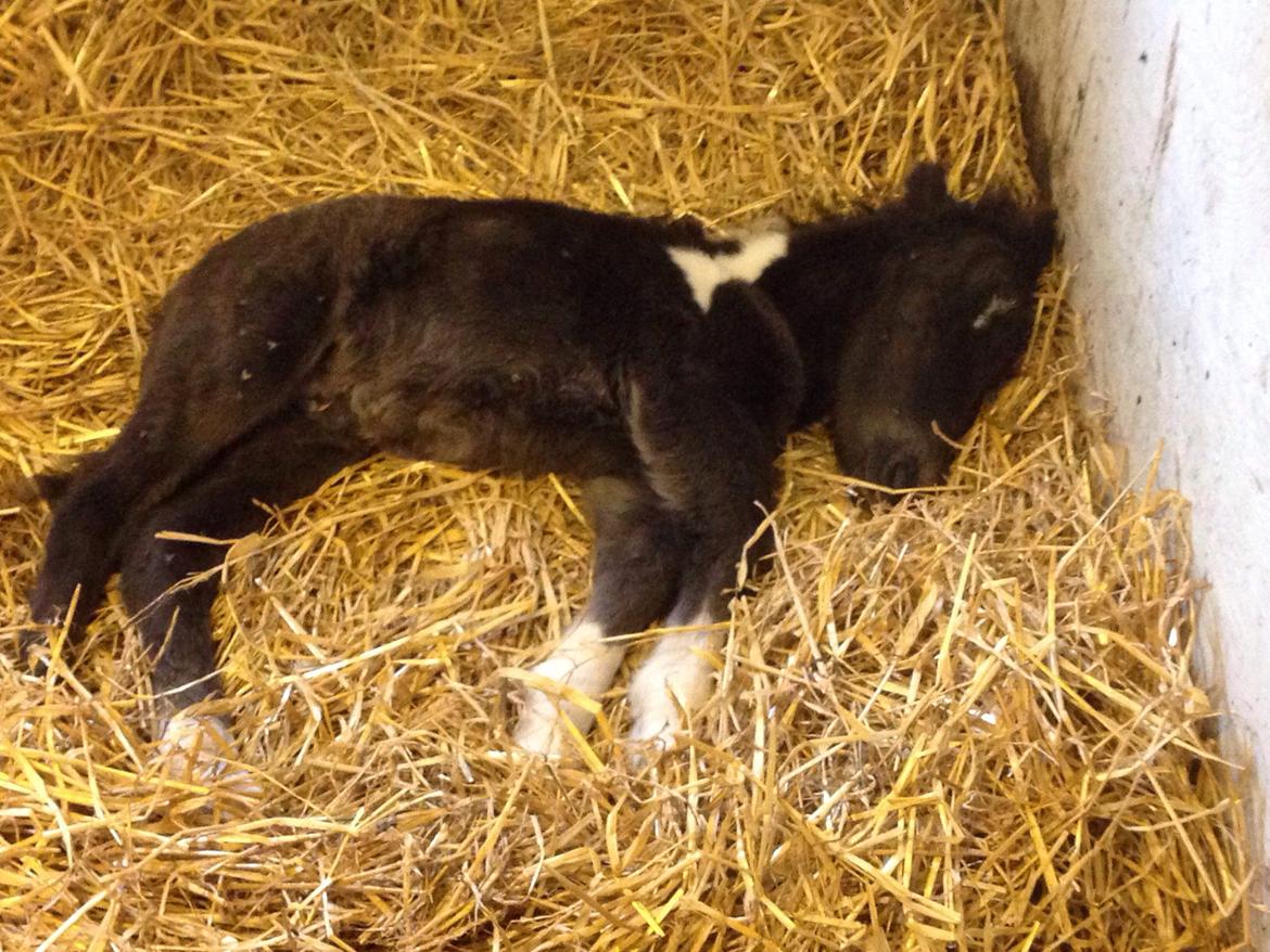 Anden særlig race SV. Troublemaker billede 9