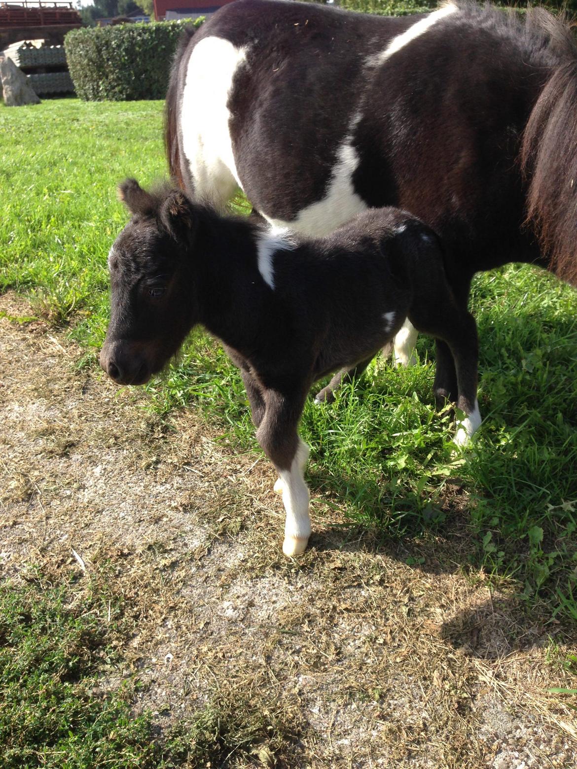 Anden særlig race SV. Troublemaker billede 10