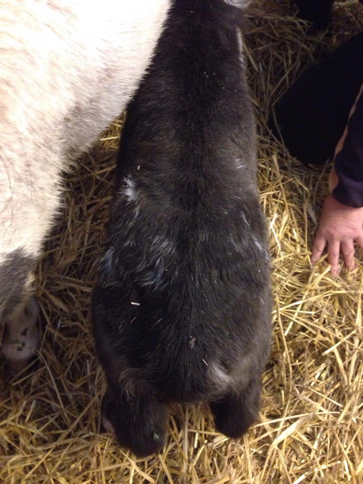 Anden særlig race SV. Troublemaker billede 12